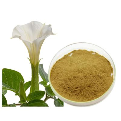 China High Quality Natural Nutritional Supplements 10:1 Datura Extract Datura Metel Flower Extract Powder for sale