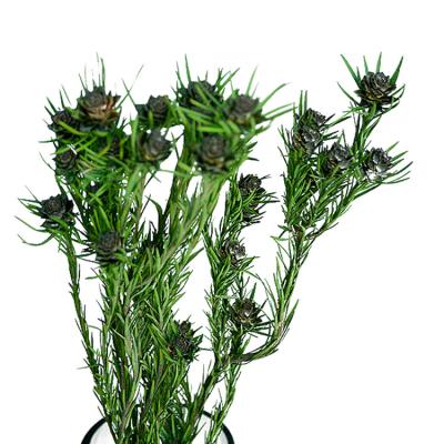 China Decoration Supply Green Decoration Natural Preserved Flowers and Plants from Newest Manufacturer for sale