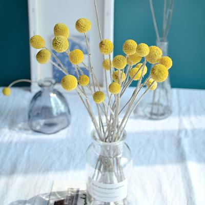 China Natural Touch Manufacturer Supply High Quality Green Home Decoration Items Dried Billy Buttons Flowers for sale