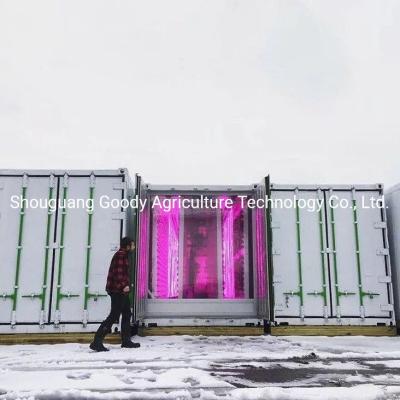 China De nieuwste Nft-Systeem 40hq Binnen Verticale Landbouw kweekt Container voor het Kweken van Sla/Groenten/de Hydrocultuurgroei Te koop