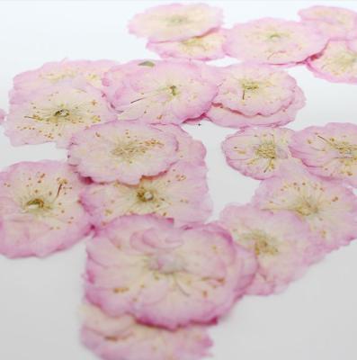 China High quality combination of handmade materials various bundles real natural dry pressed flowers dry pressed flower for sale