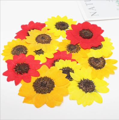 China Real Natural Plant Dry Pressed Flower Dyed Dried Flower Sunflower for sale