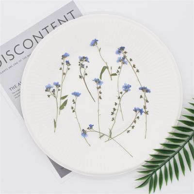 China Real natural touch dry pressed flower, forget me not with branch for sale