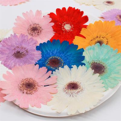 China Healthy Living INS Gerbera Hot Pressed Real Dry Pressed Flower Flower For Flower Epoxy Material for sale