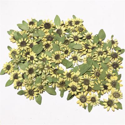 China Nail Decoration Bridal Flower Garland Dry Pressed Sunflower Real Mini Dried Flower Small Sunflower for sale