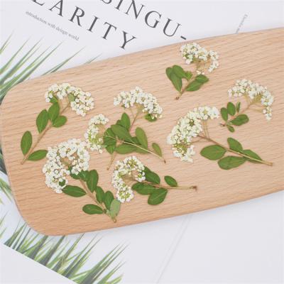 China Real Eco-friendly Dried Pressed Bridal Flower Garland, Daffodils for sale