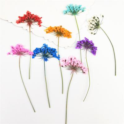 China Real real real pressed flower DIY album nail art flower plant lace realistic dry pressed handmade flower with branch for sale