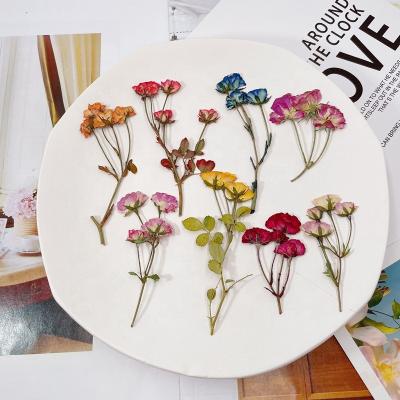 China DIY Cell Phone Case Dry Pressed Flowers Real Natural Epoxy Dry Flower Pressed Dry Flowers For DIY Resin for sale