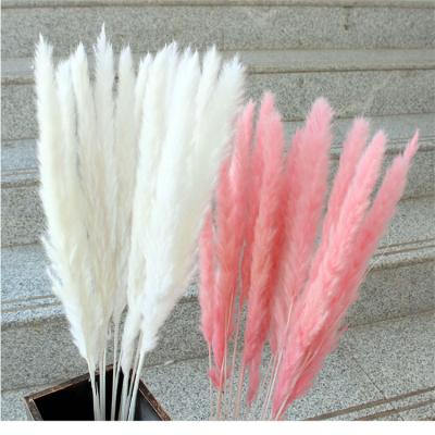 China Fashional Length Wedding Pampas Tubular Flower Artificial Natural Dry Decorative Pampas Grass for sale