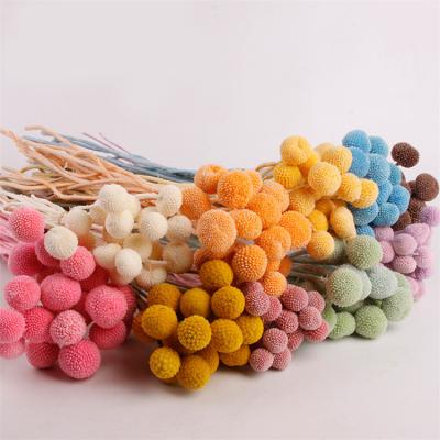 China Wholesale popular natural flowers preserved craspedia flower arrangement billy balls best for homedecoration for sale