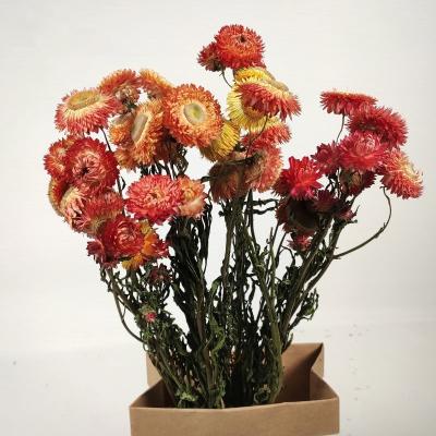 China Real Wedding Home Decorative Widely Used Dried Daisy Centerpiece Flower Head Decorative Natural Petal Dried Daisy Head in Vase for sale