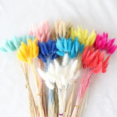 China Real Touch Indor Decoration Real Touch Dry Flower Wedding Home Decor Ovatus Lagurus Ovatus Rabbit Tail Colorful Dry Grass for sale