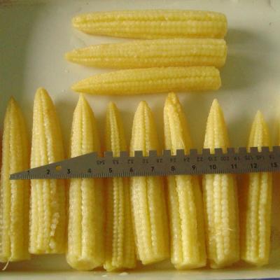 China Package Canned Fresh Canned Baby Food Young Corn Spears In Brine In Water for sale