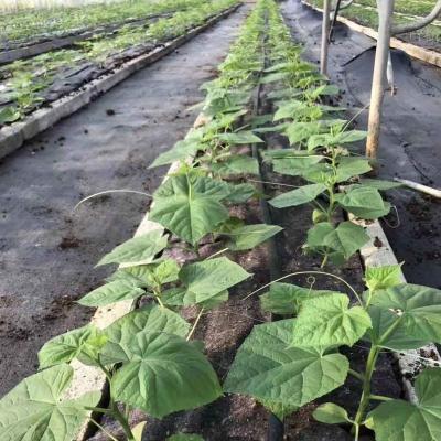 China Agriculture Mulch Film Black Plastic Ground Cover Cool Down Insect Control Agricultural Mulch à venda