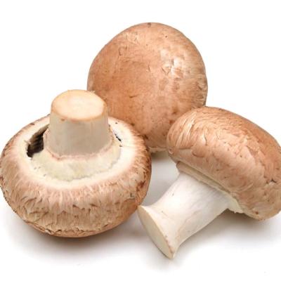 China Fresh Exotic China Fresh mushroom Shiitake Mushrooms Wild for sale