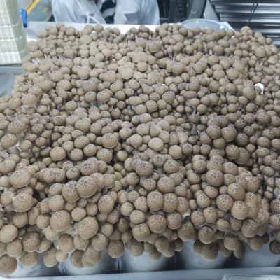 China Fresh China originated Brown buna shimeji mushrooms for sale