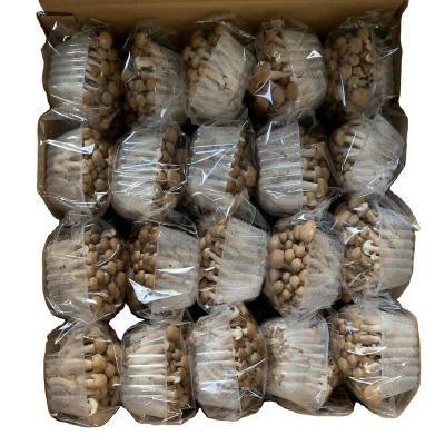 China Fresh Trustworthy China Supplier brown beech mushrooms for sale