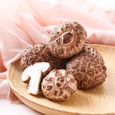 China Beautiful fresh fresh shiitake 250g malevel for supermarket sale for sale