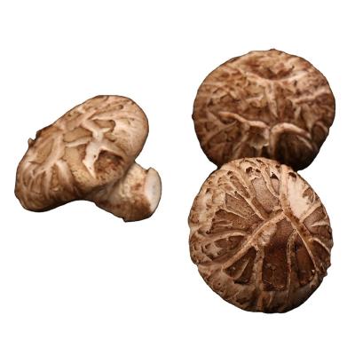 China Best Fresh Quality Most Popular 4cm 5cm 6cm Fresh Shiitake 7cm for sale