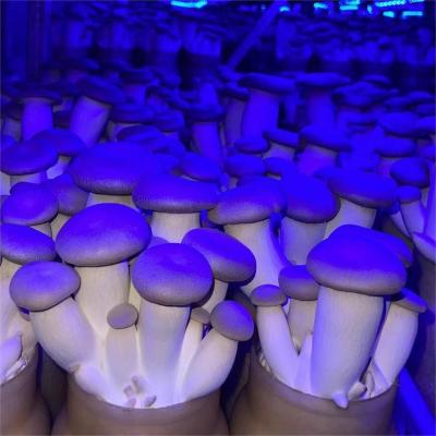 China Quality Middle Size Fresh China Best Quality Cheap Pleurotus Eryngii for sale