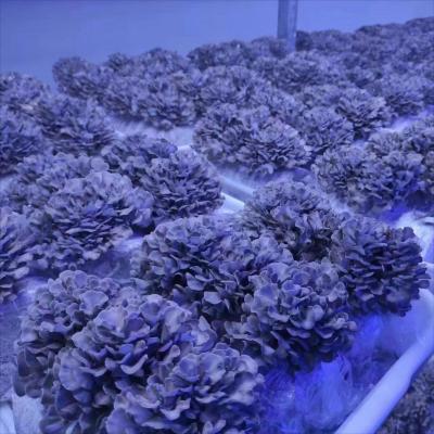 China China fresh Maitake spreads fresh for sale