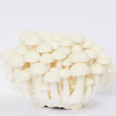 China High Quality Shimeji Growing Fresh Chinese White Mushroom Factory Supply High Quality Fast Delivery for sale