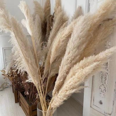 China Natural Touch Large Artificial Brazil Pampas Grass Flower For DIY Home Decor for sale