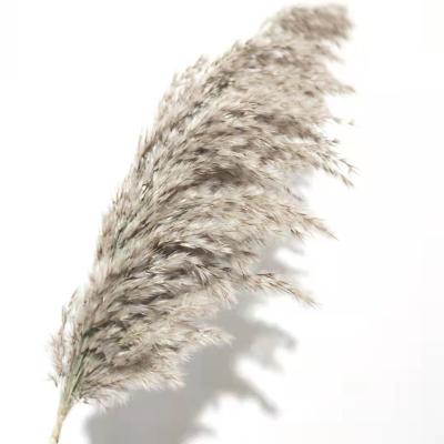 China Natural Touch Pampas Grass Wildflower For Home Decor for sale