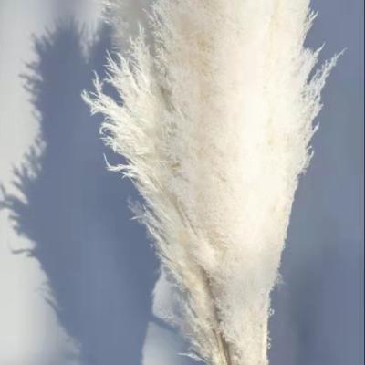 China Touch Natural Cheap Price Hot Selling White Pampas Grass Great For Indoor Decor for sale