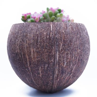 China Sustainable Small Coconut Bowls For Candle Maker Vegan Jars Buddha Plant Organic Plant Pot Decoration for sale