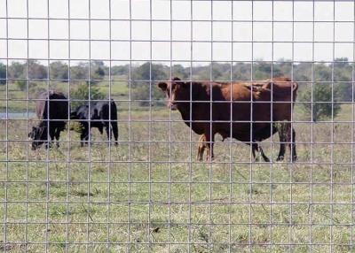 China Welded Wire Cattle Fence Solid Structure Durable Life for sale