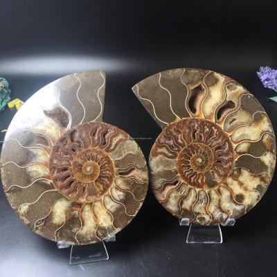 China Wholesale natural high quality natural druzy fossil mineral ammonite specimen china ammonite slice healing for decoration for sale