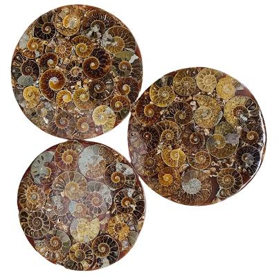 China Europe Wholesale Price Decoration Gift Natural Ammonite Fossil Crystal Coaster for sale