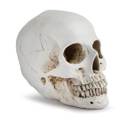 China Halloween resin craft world skullL model for sale