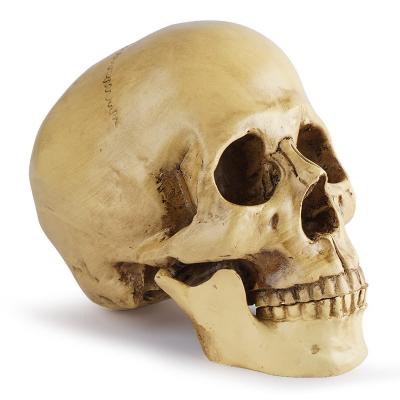 China Resin Skull Craft Personality Ornament Halloween Decorated Skull World Head for sale