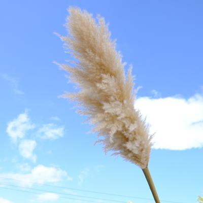 China Events Decoration 2021 Tall Dry Flowers Pampas Grass Natural Pampas Grass For Wedding Decoration for sale