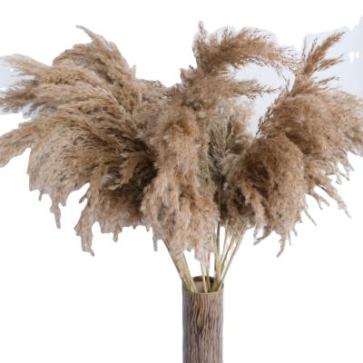 China Wedding Flower Arrangements Pampas Grass Small Natural Wild Pampas Grass For Wedding Decor for sale