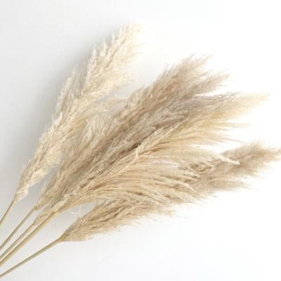 China The event decoration most popular dry flowers large pampas grass beige pampas grass for wedding decoration for sale