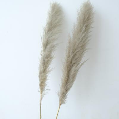 China The new beautiful natural tall pampas grass dried pampas grass for wedding decoration for sale