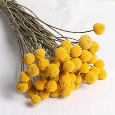 China Factory Sale Dried Events Decoration Grade AA Golden Ball Dried Craspedia For Party Home Decoration for sale