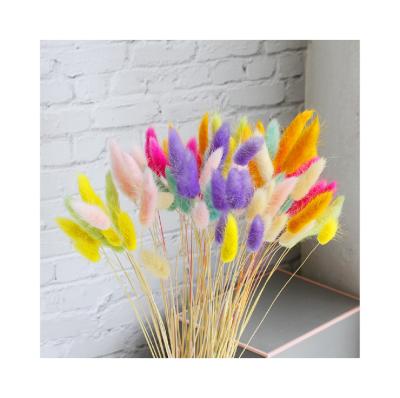 China Natural flowers dried flowers lagurus ovatus rabbit tail grass flowers rabbit tail grass for wedding decoration for sale