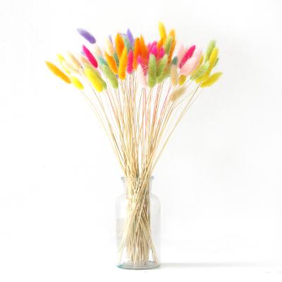 China Colorful Rabbit Tails Natural Bunny Grass Bunny Flowers Lagurus Ovatus Bouquets Bunny Tails For Wedding Decoration for sale