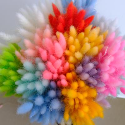 China Wedding Flower Arrangements Wholesale High Quality Natural Dry Bunny Tail Rabbit Tail Flowers Dry Grass Lagurus Ovatus for sale