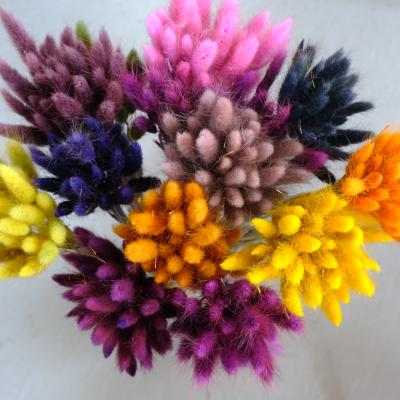 China Wedding Home Decoration Wholesale Insti Most Popular Dried Flowers Lagurus Ovatus Rabbit Tail Grass Rabbit Tail Grass for sale