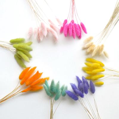 China Beautiful Colorful Dry Colorful Flower Bouquet Lagurus Ovatus Rabbit Tail Grass Flower for sale