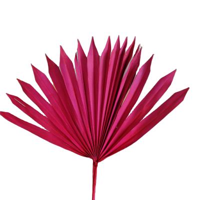 China Wholesale Indoor Decoration Natural Palm Leaf Dry Palm Leaves For Home Decor for sale