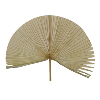 China Single Natural Dried Fan Leaf Flower Dried Palm Leaves Cream Dried Palm Leaves For Wedding Party Home Decor for sale