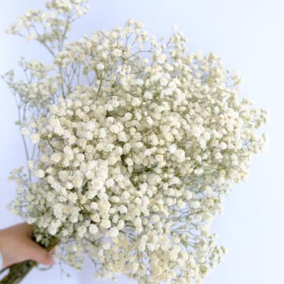 China Natural flower preserved gypsophila babysbreath dried flower gypsophila for flowers and decorative garlands for sale