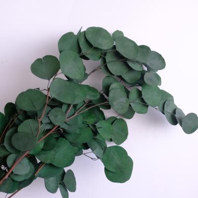 China Natural Flower Preserved Flowers Eucalyptus Leaves Apple Leaves Preserved Eucalyptus Leaf For Home Decoration for sale