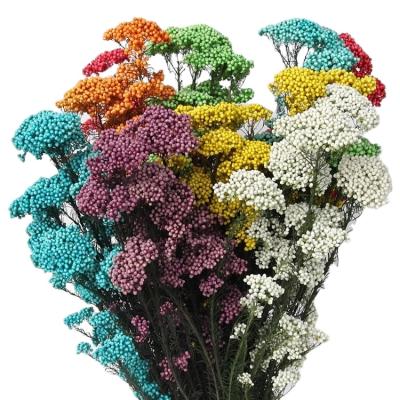 China Wholesale Natural Flower Dried Colorful Flower Rice Flower Millet Flower For Wedding Decorations for sale